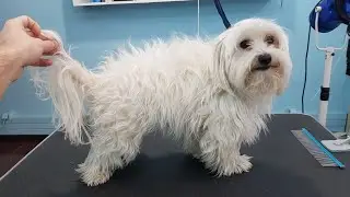 Grooming A Matted Maltese With Long Hair