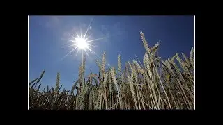South Korea joins Japan in halting Canadian wheat imports after GMO plants found in Alberta