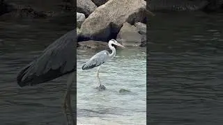 Nature#nature #birds #traveldestinations #maldives #happy #travel #visitmaldives #funny #fun