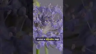 Pentax 645Z   cyfrowa lustrzanka średnioformatowa jak żadna inna!