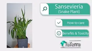 Why Snake Plants Are Almost Impossible to Kill | Sansevieria Care Guide