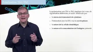 5C. Diff&eacute;renciation des cellules T (Th1 Th2)