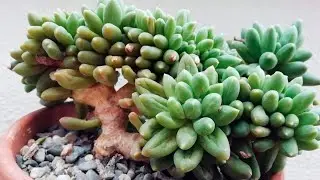 4 Variedades de Pachyphytum más lindas