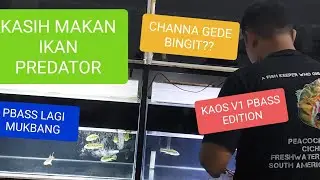 KASIH MAKAN SEMUA IKAN PREDATOR, FEEDING ALL THE PREDATOR FISH COLLECTION