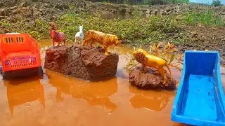 Dumper Truck & Tipper Truck Humanity to help of Tiger | lion | Sheep | Deer | For River Crossing