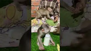Funny baby monkey lu lu having fun