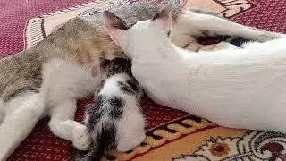 Food time for 😸 kittens  #cat #kitten #pets #animals #animalsfeeding #motivation #mothercat m