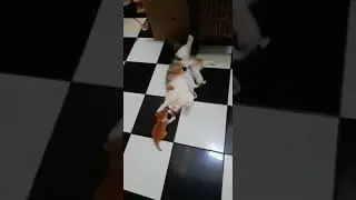 Multitasking cat mom feeding and playing with her kittens