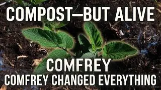 How a Comfrey &ldquo;Living Layer&rdquo; Turned My Compost Into a Mycorrhizal Powerhouse