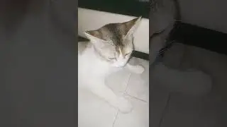 #cute #penguin #funny #comedy #animauxmignons #hewanlucu #cat