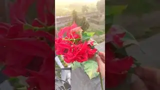 Don&rsquo;t Buy Poinsettia Again ❌ | Grow It from Cuttings at Home 🌿🌺 #GardeningShorts #PlantPropagation