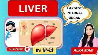 Understanding the Liver: Cells, Structure & Function | In Hindi | With Notes & Diagram | ALKA PANDEY