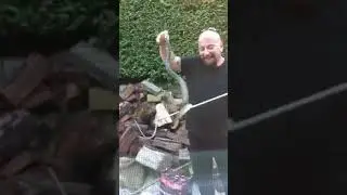 tigersnake in a wood pile