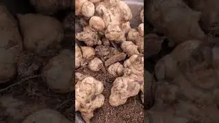 Sunchoke Disaster! 🥔 Rotting Tubers & How I Saved the Rest