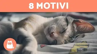 Perché il mio gatto NON DORME di NOTTE?