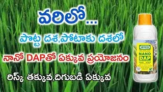 Iffco నానో DAP | వరి పొట్ట దశ | పోటాకు దశ | @prasadagriculture