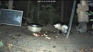 Opossum muching on an apple while raccoon rubs his tail | #wildlifecam on #Twitch