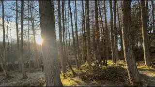 Logging, Wandering and Roe Deer.