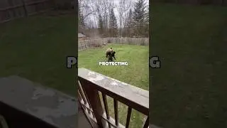 This Black Panther Fights a Grizzly Bear to Save Her Baby