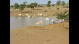 DAAROL  SAMMBAYEL GUJJO