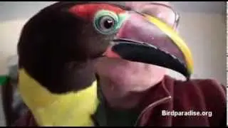 Two Green Aracari Toucanetes, beautful friendly birds