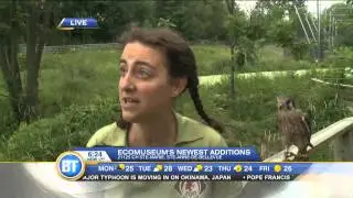 Meeting an American Kestrel at the Ecomuseum