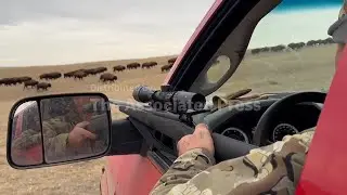 Shutdown forced Montana tribes to harvest bison for food assistance