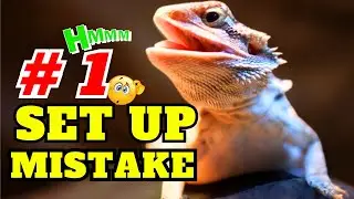What's Hiding in Your Bearded Dragon Substrate?