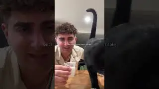 Самый избалованный кот в мире&hellip;