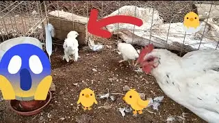 Actualización de los pollitos, los CHISPITOS y los otros, ya les crecieron las plumas | Mariana Mai