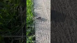 A new insect species!? #insects #species #shorts