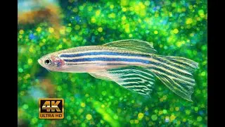 Aquarium Sleep Aid 💤 Gentle Music Live