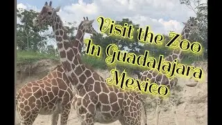 Introduction to the zoo in Guadalajara Mexico| Guadalajara Mexico Zoo | Vlog Guadalajara
