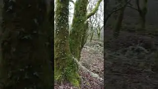 walking in the forest #asmr #asmrforest #asmrmushroom  #mushroom #fungi #nature #foraging