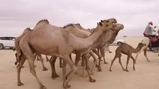 مسيرة منقية محمد بن جدوع النملان