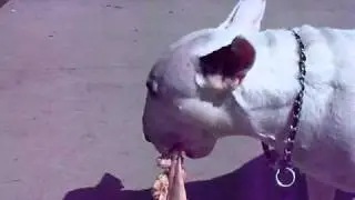 Raw Diet Bull Terrier