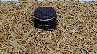 Sweet Tooth Test: Oreo vs. Mealworms