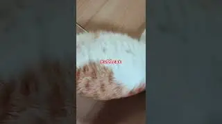 Bullcat
