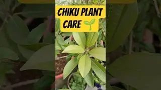 Chiku plant care🌱 || चीकू पर फल और फूल नहीं बन रहे? #gardening #trending #shorts #gardencare #nature