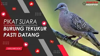 PASTI DATANG...!!! SUARA BURUNG TEKUKUR UNTUK PIKAT (NO.2)