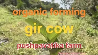 🌿 Gowa Organic Farming | Natural Pruning Techniques for Healthy Farms #farming #prunimg #agriculture