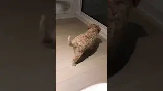 Labradoodle puppy pounces on toy #Shorts