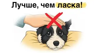 Ваш пёс любит это ГОРАЗДО больше, чем ласку!
