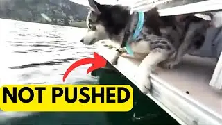LOGAN PAUL DID NOT PUSH HIS DOG OFF THE BOAT [FOOTAGE BREAKDOWN]