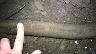 How far do tree roots grow?