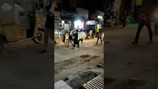 Qurbani Bull Run| Greatest4u