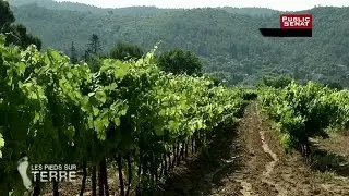 Le vin bio à Correns - LES PIEDS SUR TERRE (18/09/2013)