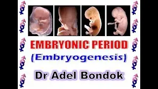 Embryonic Period (Embryogenesis), Dr Adel Bondok