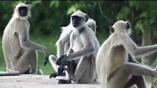 Safari India: The lives of Hanuman langurs