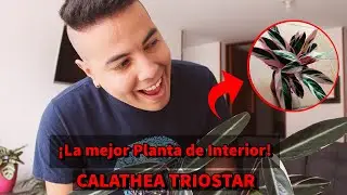 CÓMO CUIDAR LA CALATHEA TRIOSTAR o CALATHEA Pluma e' Indio.